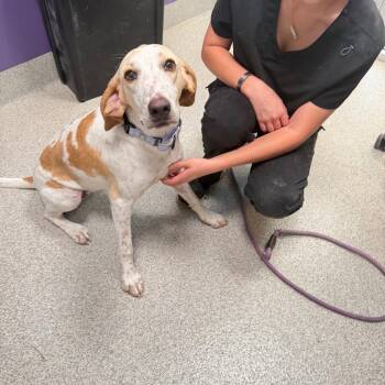 Maple -  Mixed Breed Dog for Adoption in Englewood, Florida - Maple | PetCurious