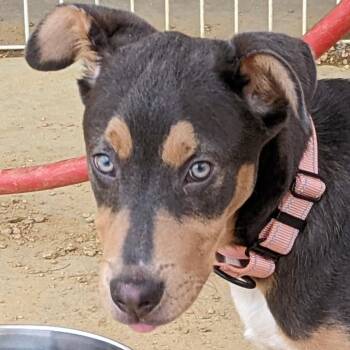 Mixed Breed Dogs Available for Adoption in Bentonville, Arkansas - Swiss | PetCurious