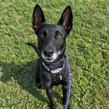 Era -  Belgian Shepherd Malinois Dog for Adoption in Marshall, Virginia - Era | PetCurious