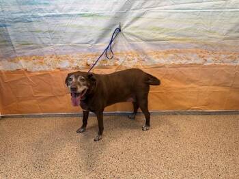 MAYA -  Labrador Retriever Dog for Adoption in Doral, Florida - MAYA | PetCurious