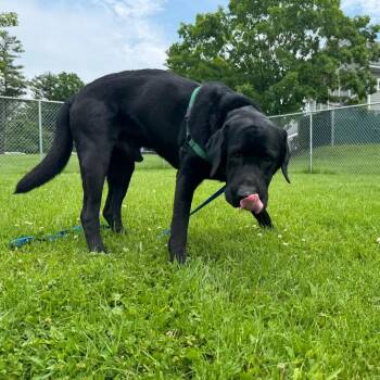Lloyd -  Black Labrador Retriever Dog for Adoption in Middlebury, Vermont - Lloyd | PetCurious