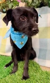 Sabrina -  Terrier Dog for Adoption in Lemoore, California - Sabrina | PetCurious