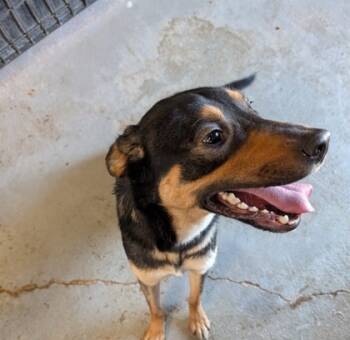 Rescue Mixed Breed Dogs for Adoption in Leander, Texas - Starfire | PetCurious