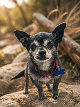 Chihuahua Dogs Available for Adoption in De Pere, Wisconsin - Pierre | PetCurious
