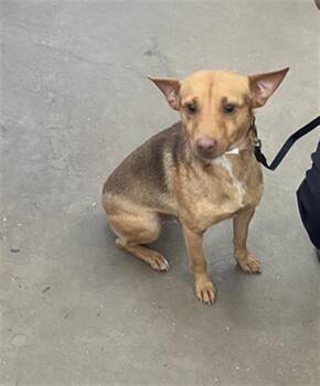 Mixed Breed Dogs Available for Adoption in Dallas, Texas - COCO | PetCurious