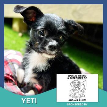 Yeti -  Shih Tzu and Terrier Dog Available for Adoption in High Point, North Carolina - Yeti | PetCurious