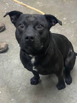 Pit Bull Terrier Dogs Available for Adoption in Swainsboro, Georgia - Tank | PetCurious