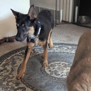 Luke -  Mixed Breed Dog for Adoption in Bismarck, North Dakota - Luke | PetCurious