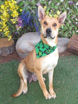 Hound and Mixed Breed Dogs Available for Adoption - FOXY | PetCurious