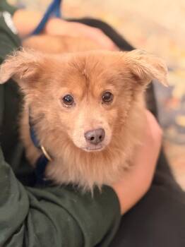 Dolittle -  Pomeranian and Dachshund Dog for Adoption in Meherrin, Virginia - Dolittle | PetCurious