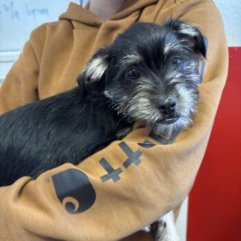 Arthur -  Miniature Schnauzer Dog for Adoption in Phoenix, Arizona - Arthur | PetCurious