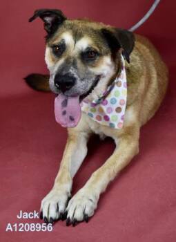 Jack -  Shepherd Dog for Adoption in Thousand Oaks, California - Jack | PetCurious