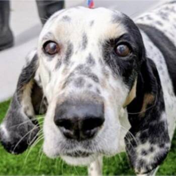 Hound Dogs Available for Adoption - Oreo AB | PetCurious