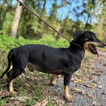 Juan -  Dachshund and Mixed Breed Dog for Adoption - Juan | PetCurious