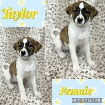 Jack Russell Terrier Dogs Available for Adoption in Manchester, Connecticut - Taylor | PetCurious