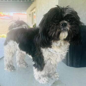 Shih Tzu and Poodle Dogs Available for Adoption in Sonoma, California - Niko | PetCurious