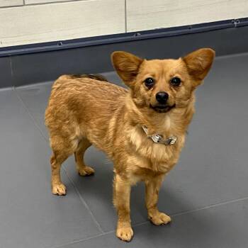 Chihuahua Dogs Available for Adoption - Sofia | PetCurious