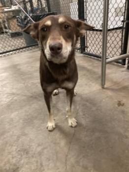 Rescue Mixed Breed Dogs for Adoption in Dallas, Texas - GINGER | PetCurious