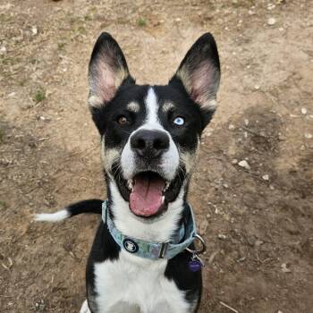 Husky and Mixed Breed Dogs Available for Adoption in Klein, Texas - Phineas | PetCurious