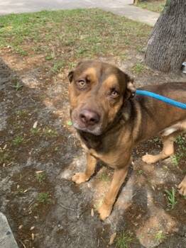 Rescue Terrier and Mixed Breed Dogs for Adoption in Fort Worth, Texas - Rasko | PetCurious