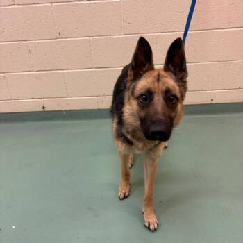 Mixed Breed Dogs Available for Adoption - Sam | PetCurious