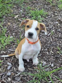 Sincere -  Pit Bull Terrier Dog for Adoption in Holiday Hills, Illinois - Sincere | PetCurious