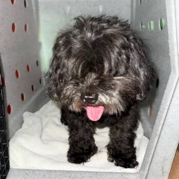Cookie -  Shih Tzu Dog for Adoption in Newark, New Jersey - Cookie | PetCurious