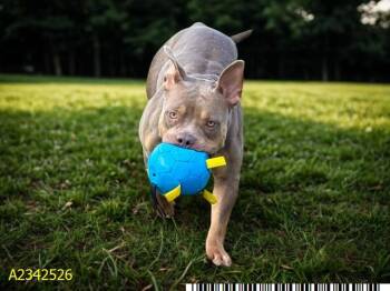 KESHA -  Mixed Breed Dog for Adoption in West Palm Beach, Florida - KESHA | PetCurious