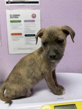 Mixed Breed Dogs Available for Adoption - 60556354 | PetCurious