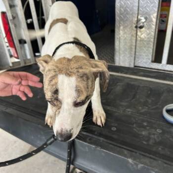 Stray - Depot St -  Mixed Breed Dog for Adoption in Roxboro, North Carolina - Stray - Depot St | PetCurious