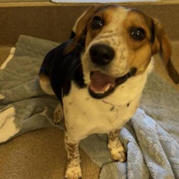 Beagle Dogs Available for Adoption in Hinesville, Georgia - Gumby | PetCurious