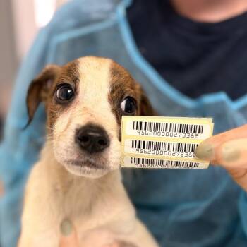 Zephyr -  Mixed Breed Dog for Adoption in Charleston, West Virginia - Zephyr | PetCurious