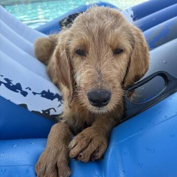 Benny -  Golden Retriever Dog for Adoption in Enterprise, Alabama - Benny | PetCurious