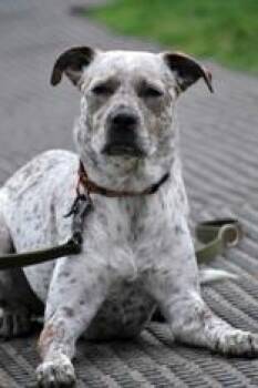 Emmy -  Australian Cattle Dog Blue Heeler Dog for Adoption in Lewiston, Idaho - Emmy | PetCurious