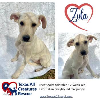 Labrador Retriever and Italian Greyhound Dogs Available for Adoption in Alvarado, Texas - Zola | PetCurious