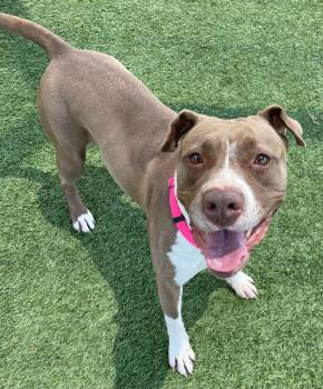 Rescue Pit Bull Terrier Dogs for Adoption in Little Elm, Texas - Koda | PetCurious