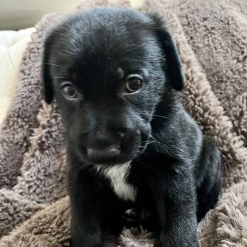 Poppy -  Catahoula Leopard Dog and Labrador Retriever Dog for Adoption in Liverpool, Texas - Poppy | PetCurious