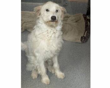 Schnauzer and Poodle Dogs Available for Adoption in Tustin, California - NATHAN | PetCurious