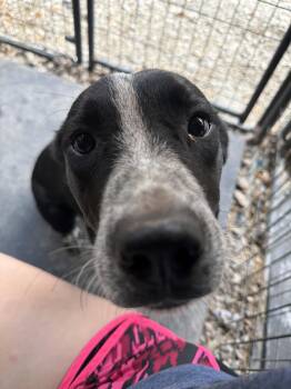 Meila -  Pointer Dog for Adoption in New Martinsville, West Virginia - Meila | PetCurious