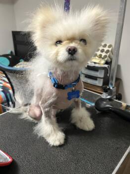 Pomeranian Dogs Available for Adoption in Toronto, Ontario - Snowball | PetCurious