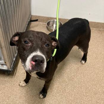 Eugene -  Pit Bull Terrier and American Staffordshire Terrier Dog for Adoption in League City, Texas - Eugene | PetCurious