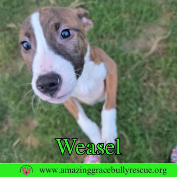 Rescue Jack Russell Terrier and Rat Terrier Dogs for Adoption in Pensacola, Florida - Weasel | PetCurious
