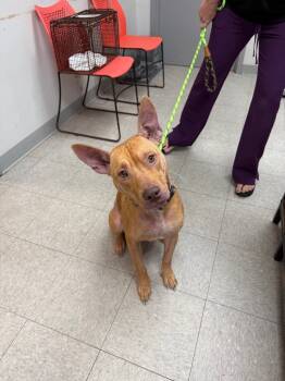 Rescue Carolina Dog and Pit Bull Terrier Dogs for Adoption in Sorrento, Louisiana - Gwaltney | PetCurious