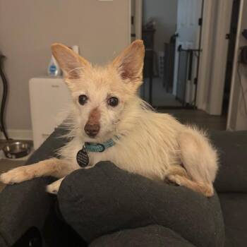 Mixed Breed Dogs Available for Adoption - Irv | PetCurious