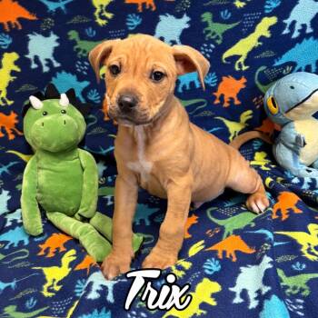 Pit Bull Terrier and Mixed Breed Dogs Available for Adoption - Trix | PetCurious