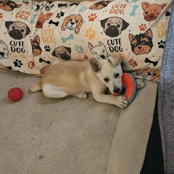 Rescue Husky Dogs for Adoption in Seguin, Texas - Bunny | PetCurious