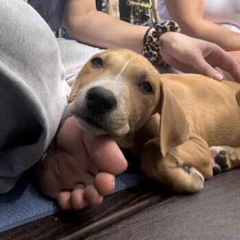 Cedar -  Labrador Retriever and Boxer Dog for Adoption in Escondido, California - Cedar | PetCurious