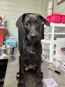 Terrier and Mixed Breed Dogs Available for Adoption - A374362 | PetCurious