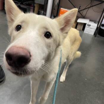 Mixed Breed Dogs Available for Adoption in Dickinson, Texas - Legend | PetCurious