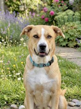 American Staffordshire Terrier and German Shepherd Dog Dogs Available for Adoption in Huntingtown, Maryland - Hazel | PetCurious